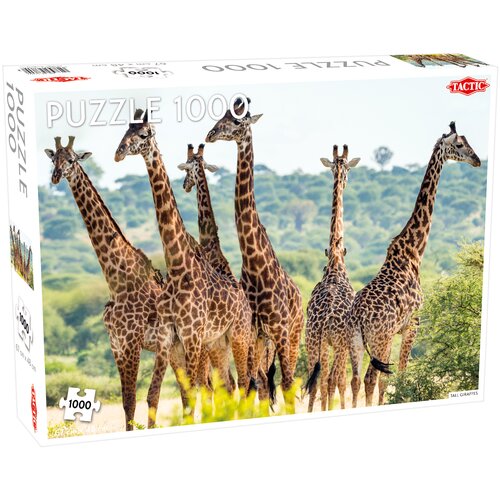Tall Giraffes